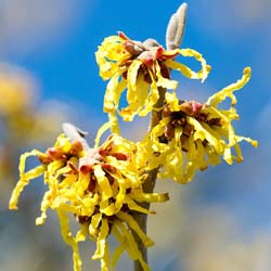 Japanese Witch Hazel 'Arnold Promise'